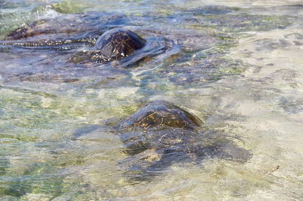 Turtle Beach