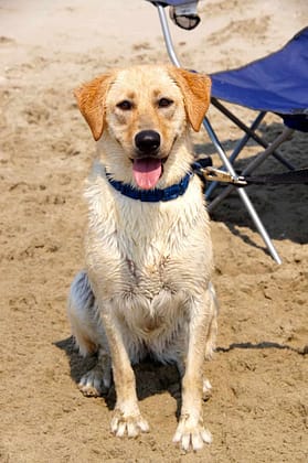 Molly at the beach