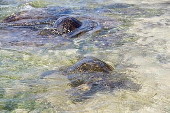 Turtle Beach