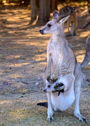 Kangaroo with baby