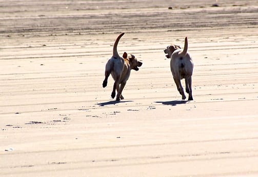 Annie and Molly on the Beach