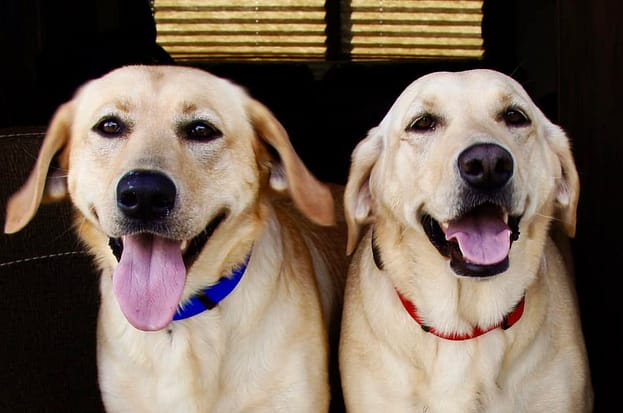 Annie and Molly ready for the trip to the National Parks in S. Utah